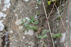 Chenopodium triandrum