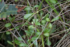 Chenopodium triandrum