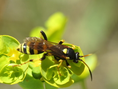 Ichneumon xanthorius