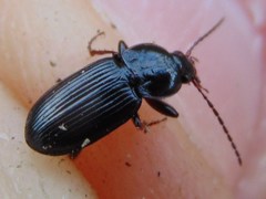 Pterostichus vernalis
