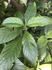Metarungia pubinervia