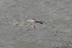 Numenius phaeopus