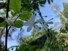 Wrightia religiosa