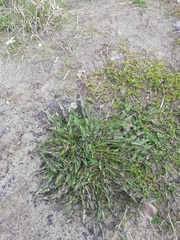 Taraxacum officinale