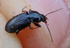 Pterostichus vernalis