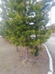 Pinus sylvestris