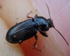 Pterostichus vernalis