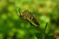 Apareophora forsythiae