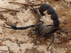 Androctonus mauritanicus