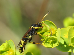 Ichneumon xanthorius