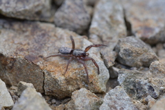 Scotophaeus pretiosus