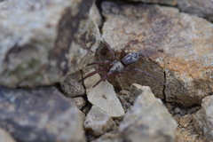 Scotophaeus pretiosus