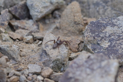 Scotophaeus pretiosus