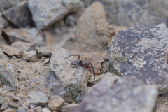 Scotophaeus pretiosus