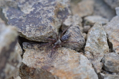 Scotophaeus pretiosus