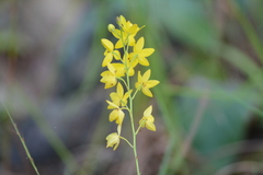 Spathoglottis affinis
