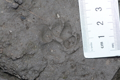 Prionailurus bengalensis