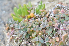 Chenopodium triandrum