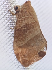 Metanastria gemella