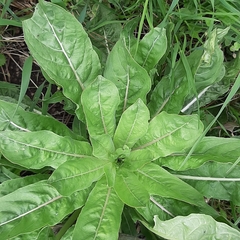 Oenothera rubricaulis
