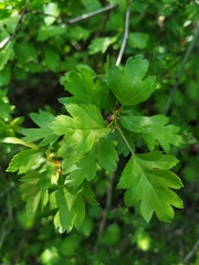 Crataegus microphylla