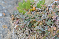 Chenopodium triandrum