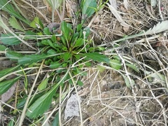 Leucanthemum ircutianum