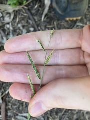 Eriochloa pseudoacrotricha