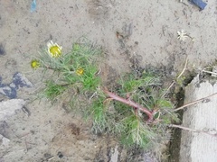 Tripleurospermum inodorum