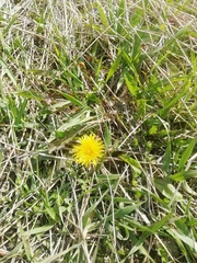 Taraxacum officinale