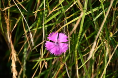 Dianthus alpinus