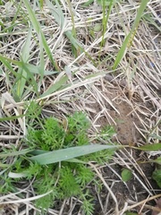 Tripleurospermum inodorum