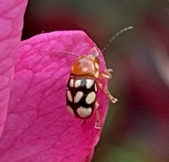 Cryptocephalus luteosignatus