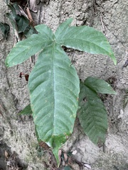 Tectaria polymorpha