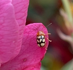 Cryptocephalus luteosignatus