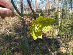 Acer tegmentosum