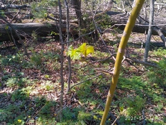 Acer tegmentosum