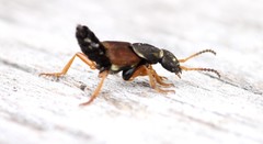 Staphylinus dimidiaticornis