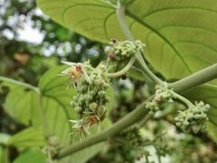 Byttneria grandifolia