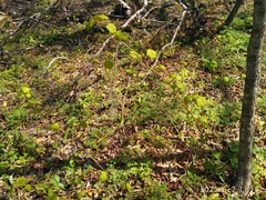 Acer tegmentosum