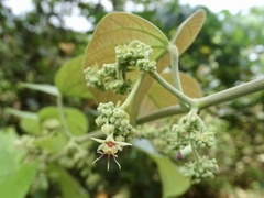 Byttneria grandifolia