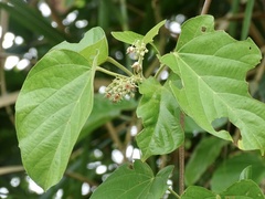 Byttneria grandifolia
