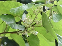 Byttneria grandifolia