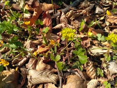 Chrysosplenium pilosum