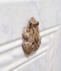 Scinax acuminatus