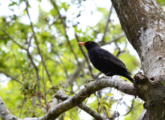 Turdus merula