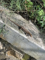 Eutropis multifasciata