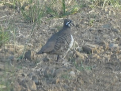 Geophaps scripta scripta