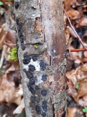 Hypoxylon cercidicola