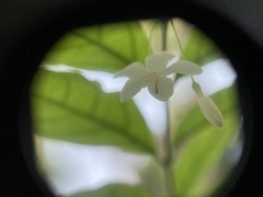 Wrightia religiosa